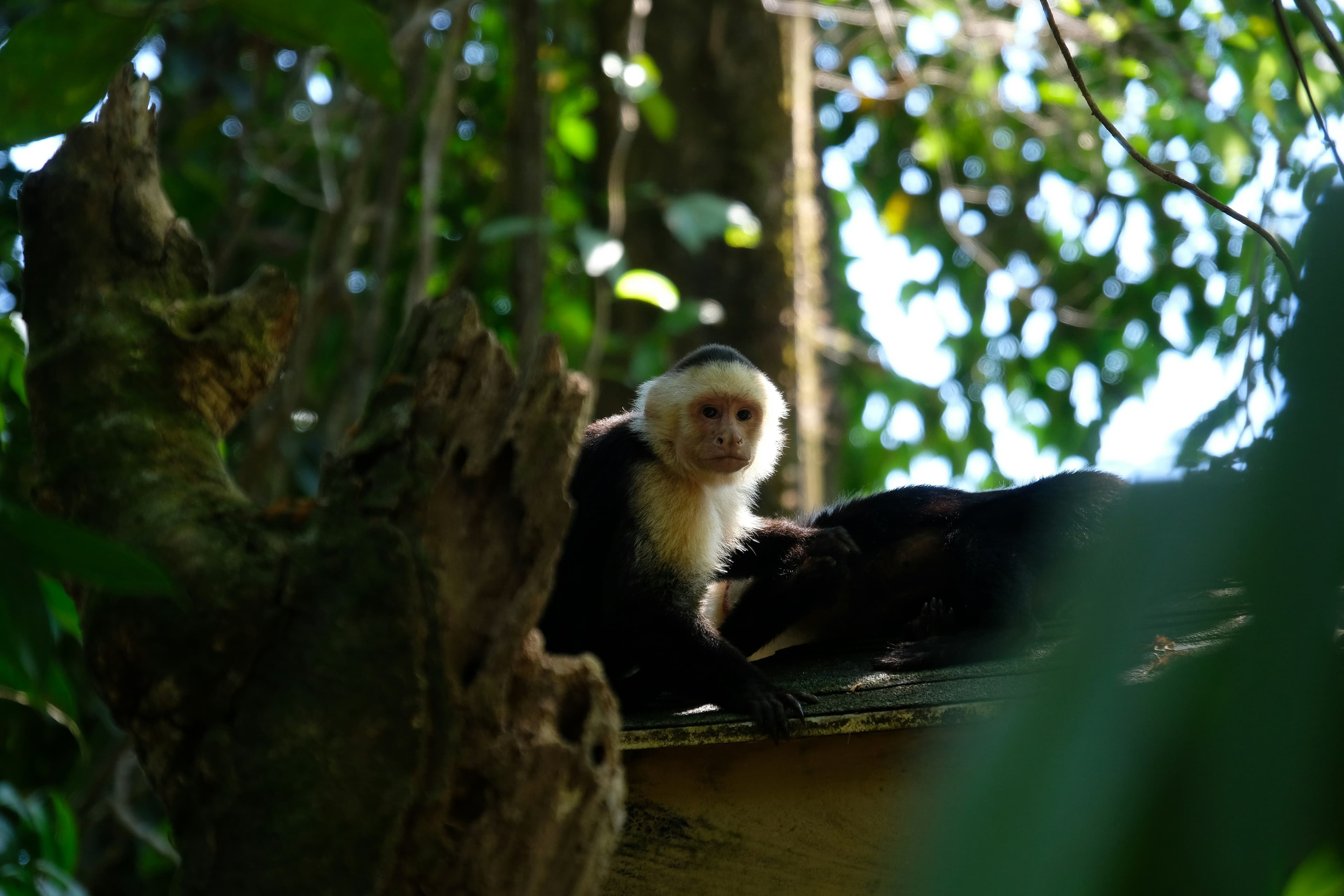 Manuel Antonio National Park and Croc Skywalk